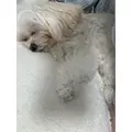 ゆきの|新宿区 歌舞伎町のラウンジ|LP TOKYO(エルピー トウキョウ)