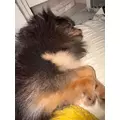 しおん|千代田区 内神田のキャバクラ|Lu's Luxe Lounge(ルーズリュクスラウンジ)