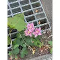 綾瀬 セナ|札幌市 中央区南のニュークラブ|Leicester(レスター)
