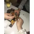 めい|横浜市 中区常盤町のガールズバー|TINDER LAND(ティンダーランド)