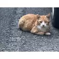 ありさ|茅ヶ崎市 新栄町のキャバクラ|TIANOS(ティアノス)