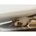 りりあ|さいたま市 大宮区仲町のキャバクラ|Luxe(ラグゼ)