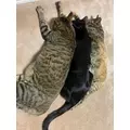 あお|豊島区 東池袋のコンカフェ|Gilgamesh(ギルガメッシュ)