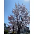 七瀬 みずき|札幌市 すすきののニュークラブ|凛()