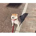 ゆな|海部郡 蟹江町錦のキャバクラ|carthago(カルタゴ)