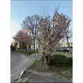 宝條 夏恋|旭川市 4条通のニュークラブ|Four Season(フォーシーズン)