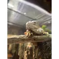 さつき|北足立郡 伊奈町内宿台のキャバクラ|星-Star-(スター)