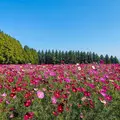 らん|都城市 牟田町のキャバクラ|Jardin(ハルディン)