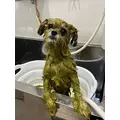 さほ|さいたま市 大宮区仲町のキャバクラ|Luxe(ラグゼ)