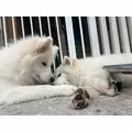 さやか|船橋市 本町のキャバクラ|Donfin(ドンフィン)