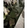 夢咲 さくら|札幌市 すすきののニュークラブ|Fillia(フィリア)