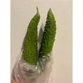 美月|都城市 牟田町のキャバクラ|Jardin(ハルディン)