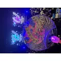 らむ|立川市 錦町の朝・昼キャバ|Mandarin Club（朝・昼）(マンダリンクラブ（朝・昼）)