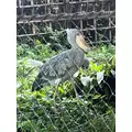あきら|葛飾区 新小岩のキャバクラ|MARVELOUS(マーベラス)