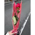 あゆ|福岡市 博多区中洲のキャバクラ|Red Shoes(レッドシューズ)