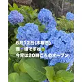 藤本 祐子ママ|長崎市 船大工町のスナック|咲耶(サクヤ)