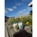 柿原 雅|札幌市 すすきののニュークラブ|凛()