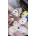 小鳥遊 もか|大分市 都町のコンカフェ|Candy Made(キャンディーメイド)