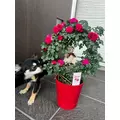 柏木 唯愛|名古屋市 中区錦の姉キャバクラ|ジュリアナ()