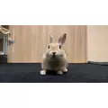 ゆうか|小田原市 栄町のガールズバー|& Co.(アンドコー)