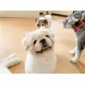 涼風 あき|札幌市 すすきののニュークラブ|Fillia(フィリア)