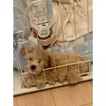 芹奈|さいたま市 大宮区仲町のキャバクラ|ai(アイ)