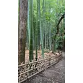 かんな|新宿区 歌舞伎町のラウンジ|LP TOKYO(エルピー トウキョウ)