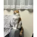 メイ|さいたま市 大宮区仲町のキャバクラ|ai(アイ)