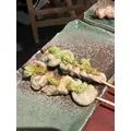 ゆきの|新宿区 歌舞伎町のラウンジ|LP TOKYO(エルピー トウキョウ)