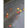 ほのか|福岡市 博多区中州のスナック|HALEMOANA(ハレモアナ)