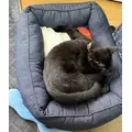 えり|北足立郡 伊奈町内宿台のキャバクラ|星-Star-(スター)
