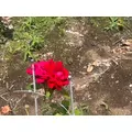 セナ|さいたま市 大宮区仲町のキャバクラ|ai(アイ)