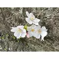 あや|長崎市 本石灰町のニュークラブ|ADANSONIA(アダンソニア)