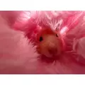 姫乃 みゆな|札幌市 中央区南のニュークラブ|Leicester(レスター)