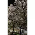 いちご|宮崎市 中央通のガールズバー|ミヤバニ()