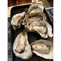 華咲 えみり|札幌市 すすきののニュークラブ|Fillia(フィリア)