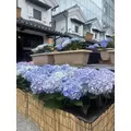 しおん|新宿区 歌舞伎町のラウンジ|:(コロン)