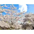 香川 ゆい|札幌市 中央区南のニュークラブ|Leicester(レスター)