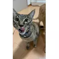 ユズ|さいたま市 大宮区仲町のキャバクラ|ai(アイ)