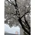 乙川 ゆあ|札幌市 中央区南のニュークラブ|Leicester(レスター)