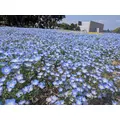 椎名 あき|浜松市 中央区千歳町のラウンジ|Dal Segno(ダルセーニョ)