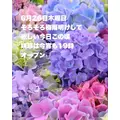 藤本 祐子ママ|長崎市 船大工町のスナック|咲耶(サクヤ)