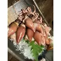 北乃 アリス|旭川市 4条通のニュークラブ|Four Season(フォーシーズン)