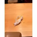あおい|船橋市 本町のキャバクラ|Donfin(ドンフィン)