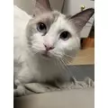 雛咲 のあ|札幌市 すすきののニュークラブ|Fillia(フィリア)