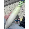 みずき|小田原市 栄町のガールズバー|& Co.(アンドコー)