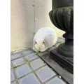 桜井 ちひろ|三島市 一番町のガールズバー|三島女どれみ・カフェ(ミシマジョドレミカフェ)