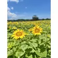 天乃 星羅|北九州市 小倉北区鍛冶町のキャバクラ|MONDOLUI(モンドルイ)