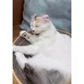 ミユ|さいたま市 大宮区仲町のキャバクラ|ai(アイ)