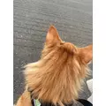 華宮 りりあ|札幌市 すすきののニュークラブ|Fillia(フィリア)